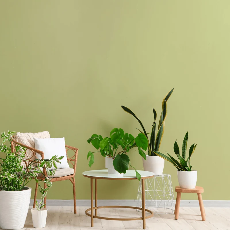 Wandfarbe Matcha Pistazie No. 681 Design Collection edelmatt