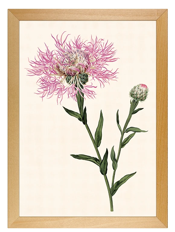 Kunstdruck: Flockenblume