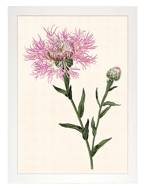 Kunstdruck: Flockenblume