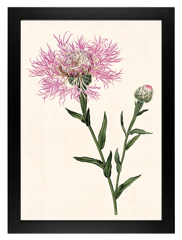 Kunstdruck: Flockenblume