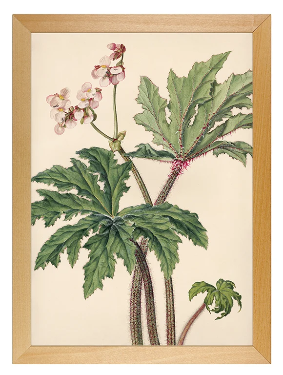 Kunstdruck: Blattbegonie