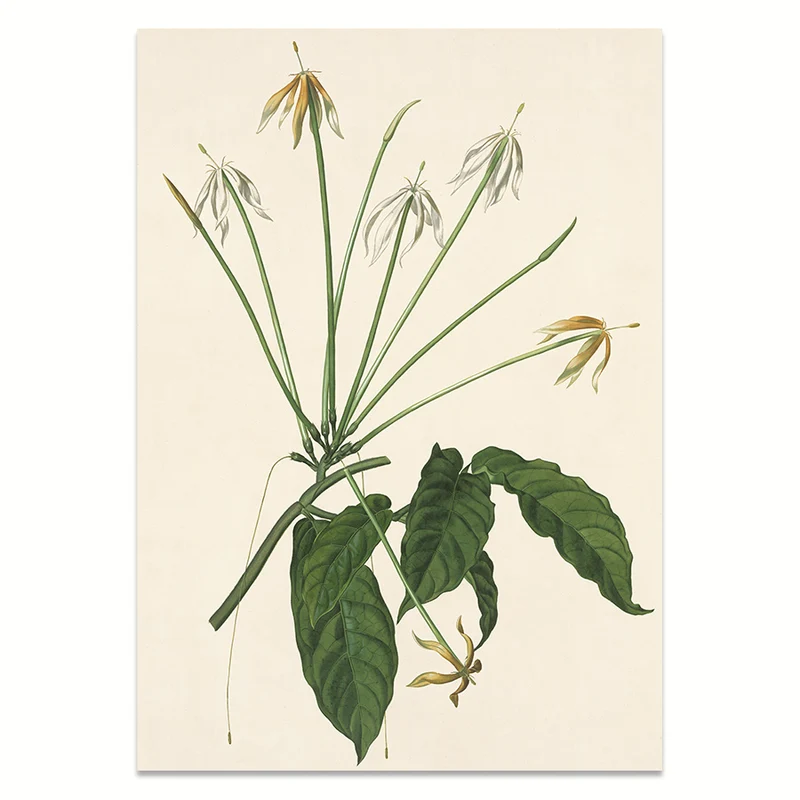 Kunstdruck: Oxyanthus
