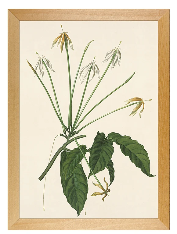 Kunstdruck: Oxyanthus