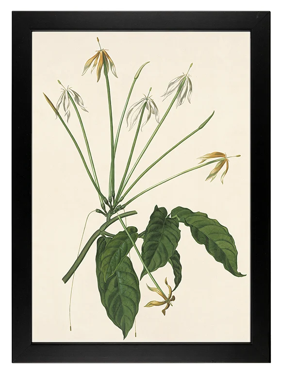 Kunstdruck: Oxyanthus