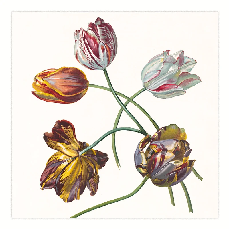 Tulpen