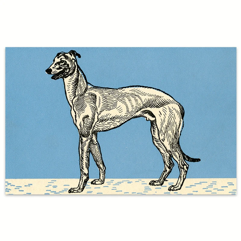 Windhund