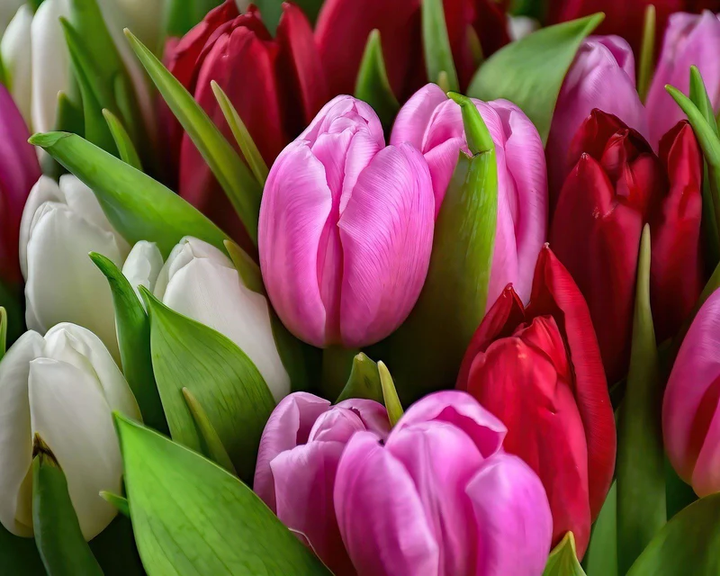 Malen nach Zahlen Tulpen