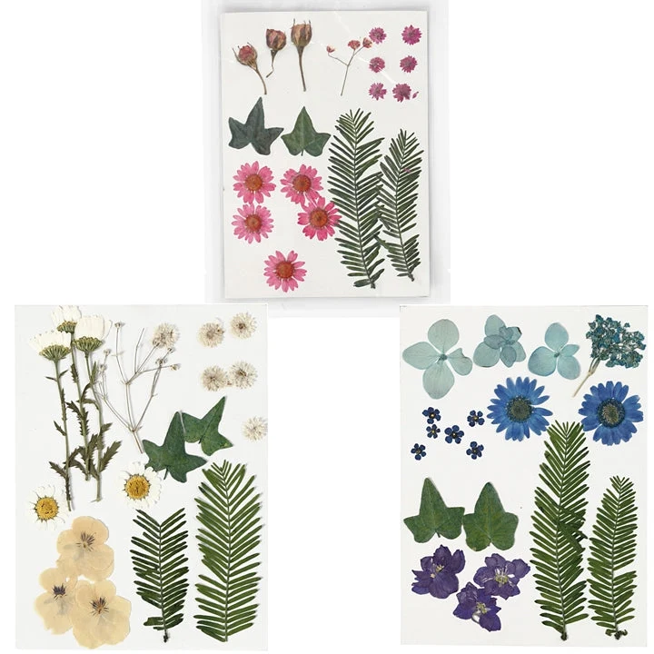 Pressed Flowers and Leaves