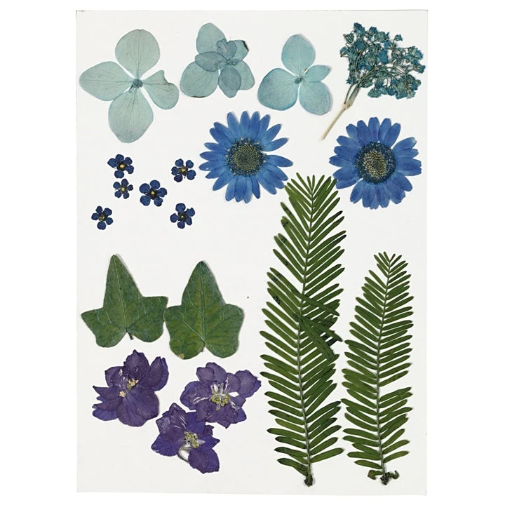 Pressed Flowers and Leaves