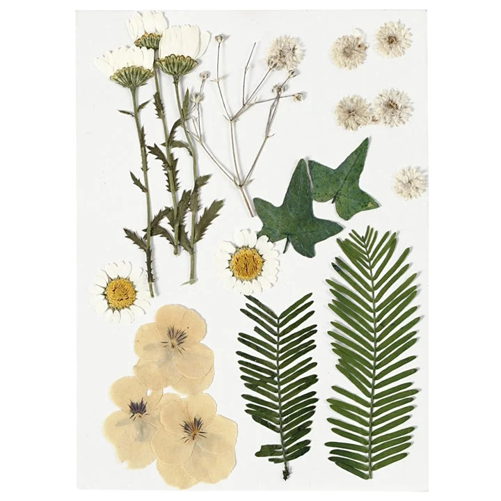 Pressed Flowers and Leaves