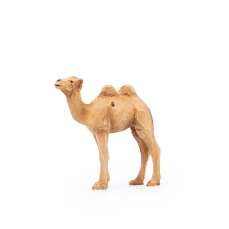 Junges Kamel 2 höckrig