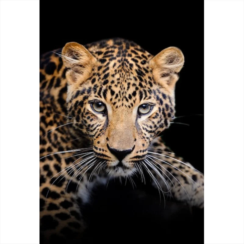 Aluminiumbild gebürstet Leopard auf schwarzem Hintergrund Hochformat