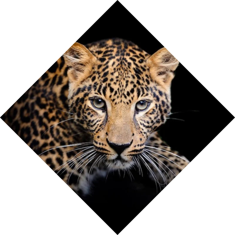 Spannrahmenbild Leopard auf schwarzem Hintergrund Raute