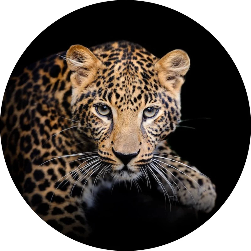 Aluminiumbild gebürstet Leopard auf schwarzem Hintergrund Kreis