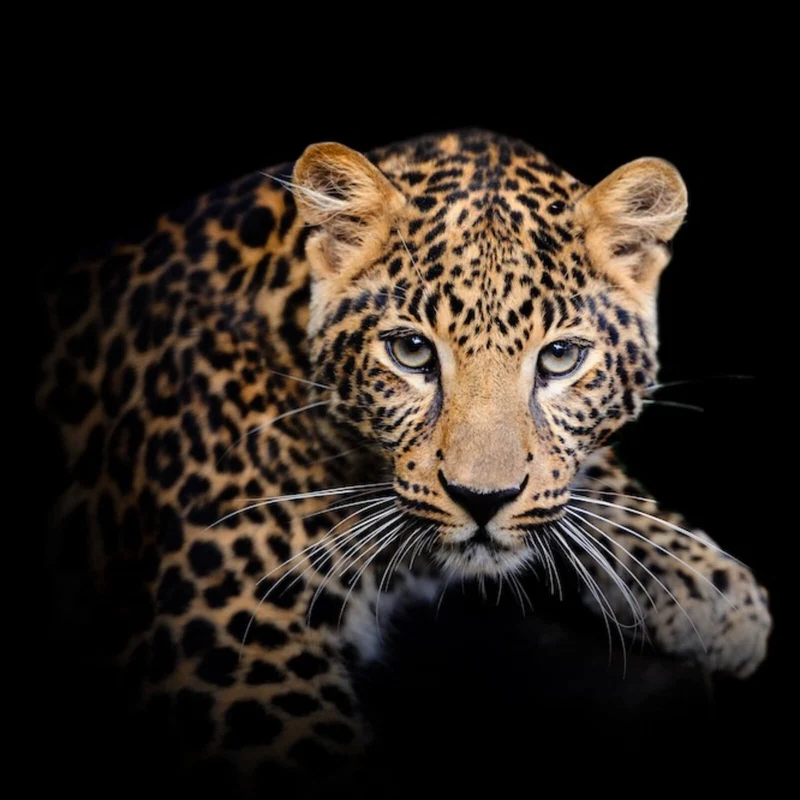 Poster Leopard auf schwarzem Hintergrund Quadrat