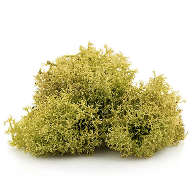 Iceland Moss 12 g