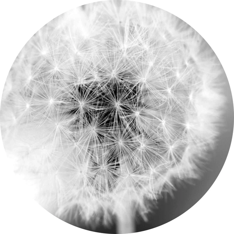 Aluminiumbild gebürstet Pusteblume bei Dämmerung Kreis
