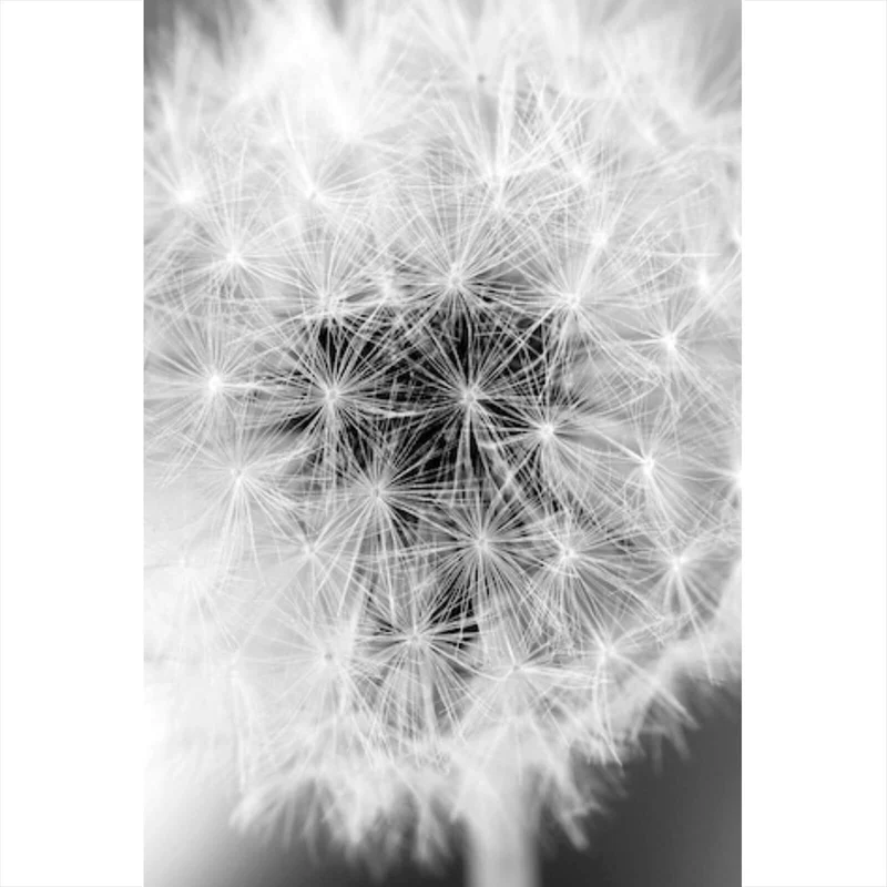 Spannrahmenbild Pusteblume bei Dämmerung Hochformat