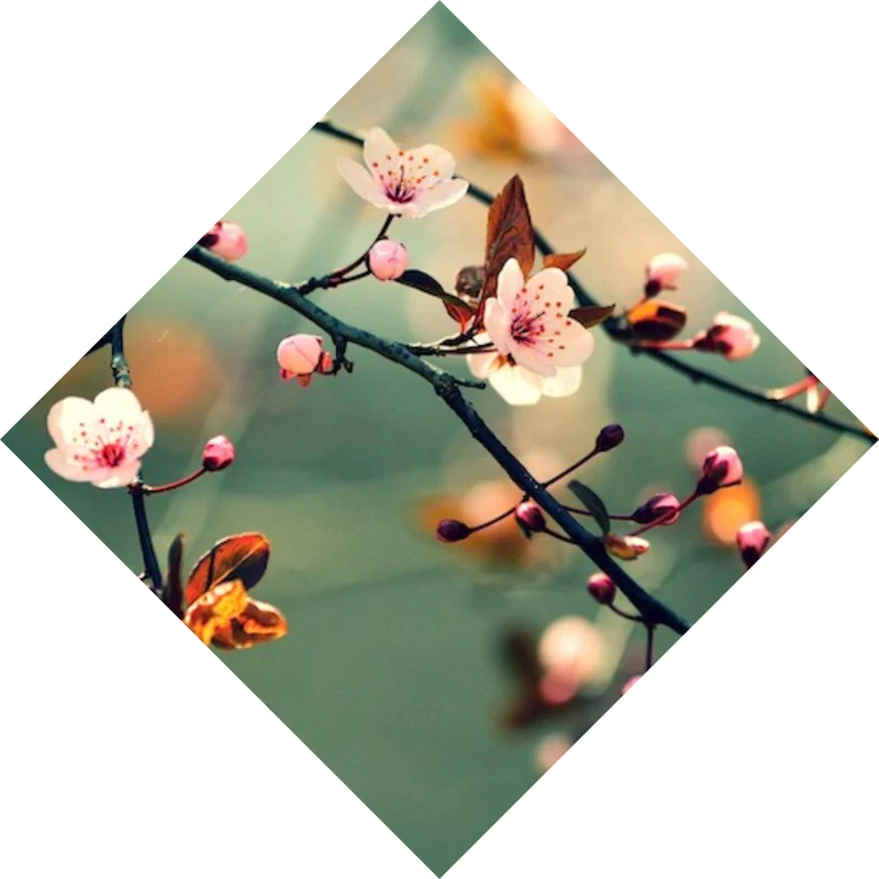 Spannrahmenbild Kirschblüten am Ast Raute
