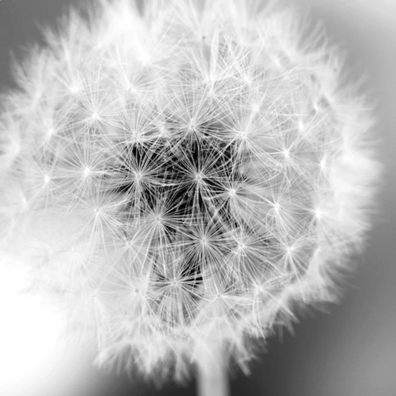 Leinwandbild Pusteblume bei Dämmerung Quadrat