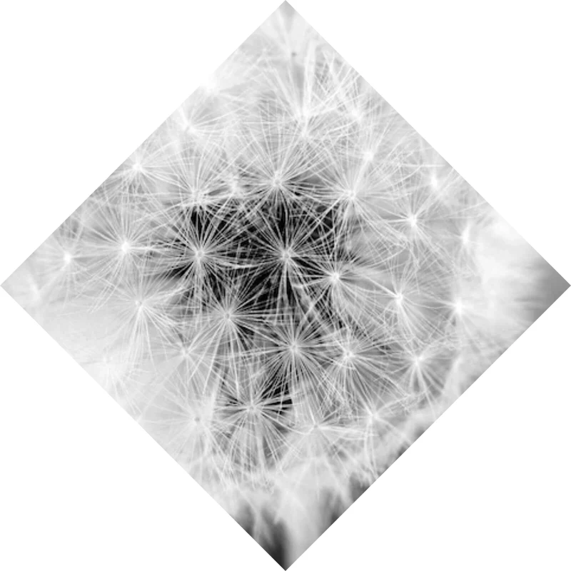 Aluminiumbild gebürstet Pusteblume bei Dämmerung Raute