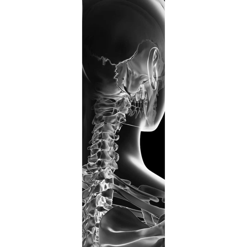 Poster Anatomische Röntgenkunst Panorama Hoch