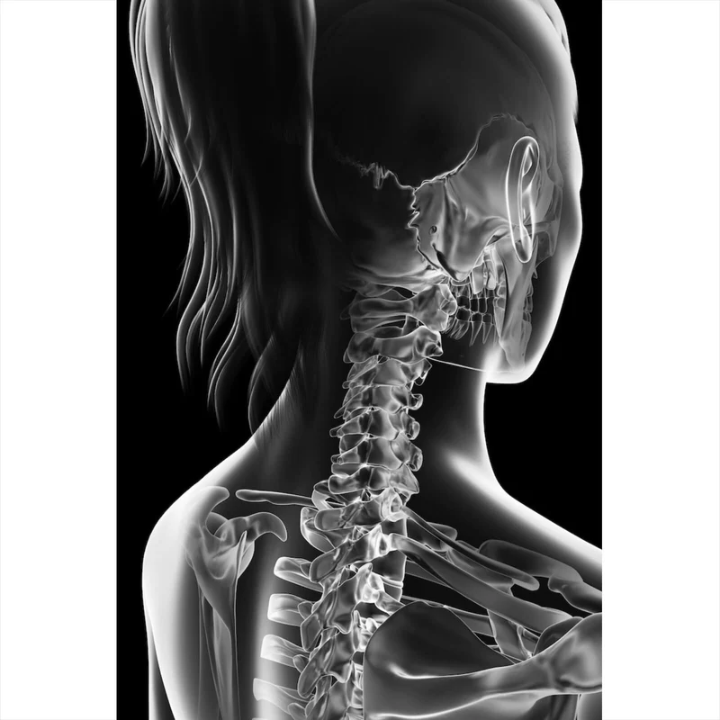 Spannrahmenbild Anatomische Röntgenkunst Hochformat