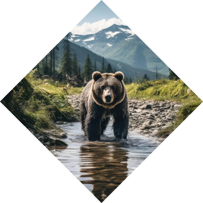 Poster Mächtiger Bär in natürlicher Umgebung Raute