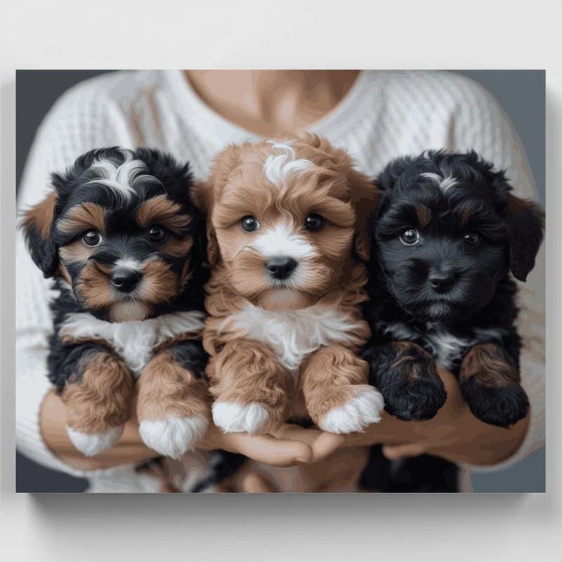 Three Adorable Cavapoo Puppies - Paint by Numbers Kit