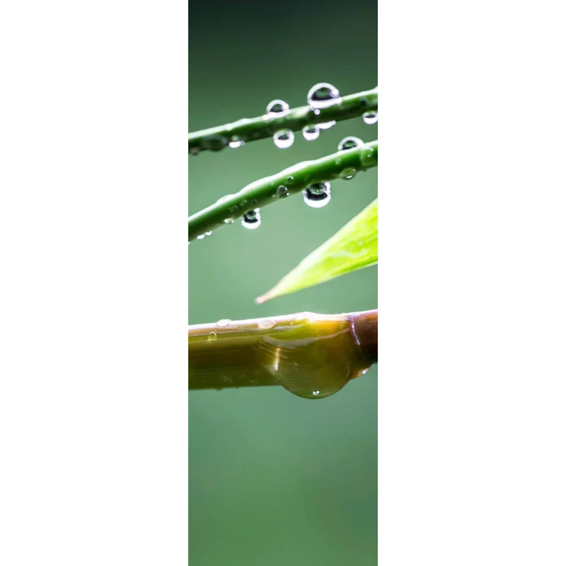 Leinwandbild Natur Bambus mit Wasser Tropfen Panorama Hoch