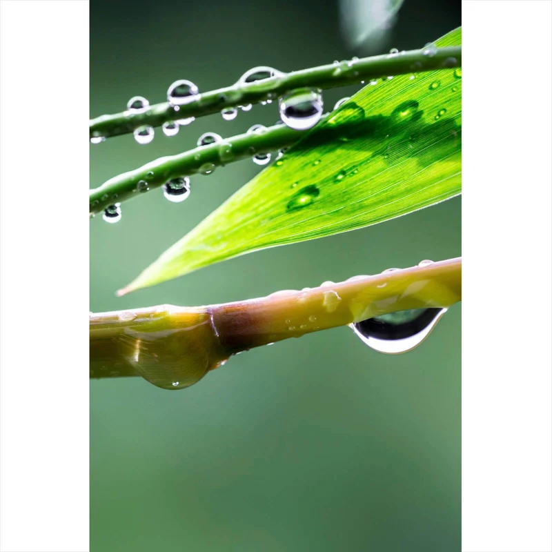 Leinwandbild Natur Bambus mit Wasser Tropfen Hochformat