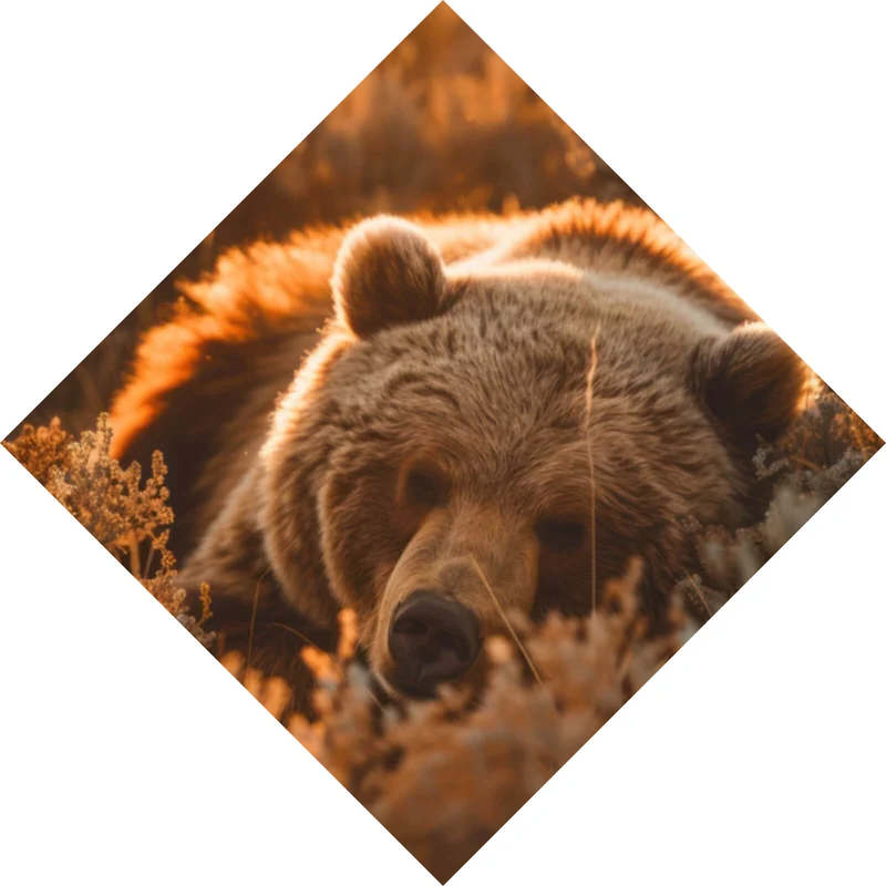 Spannrahmenbild Schlafender Bär im Sonnenlicht Raute