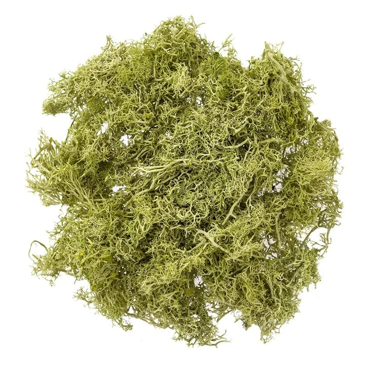 Natural Reindeer Moss 30 g