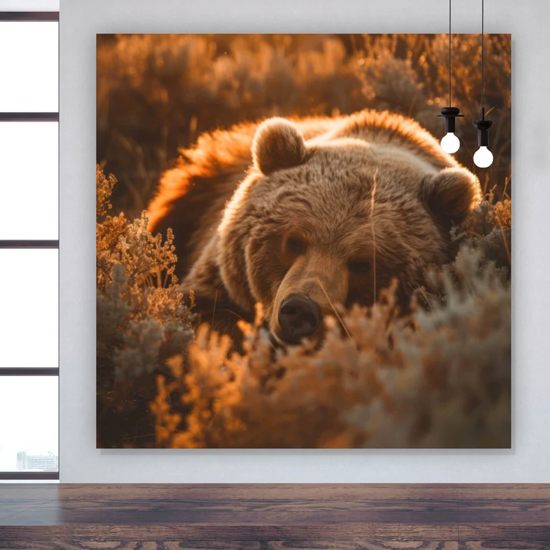Poster Schlafender Bär im Sonnenlicht Quadrat