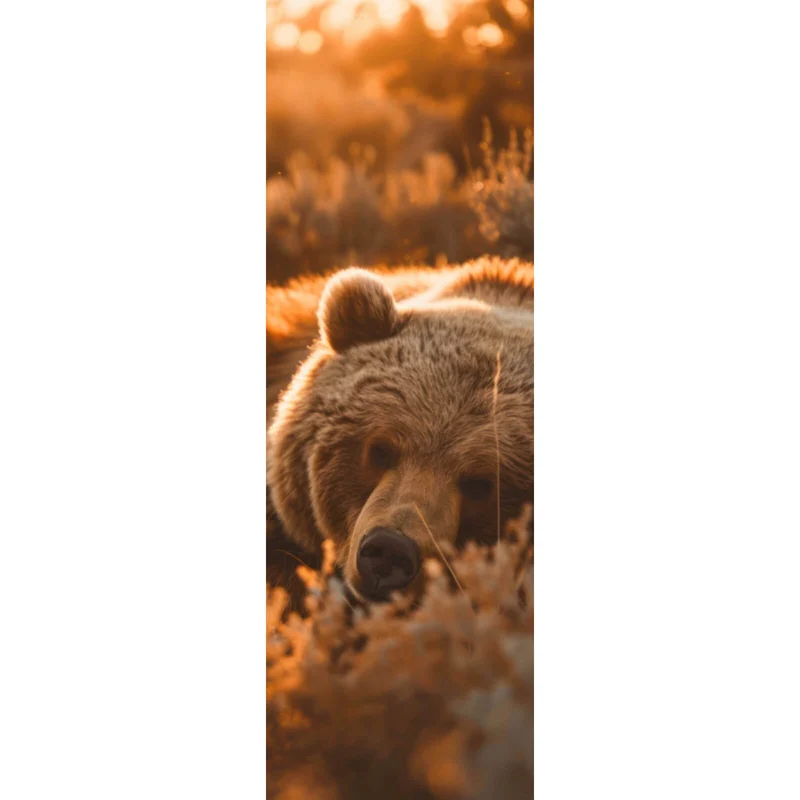 Spannrahmenbild Schlafender Bär im Sonnenlicht Panorama Hoch