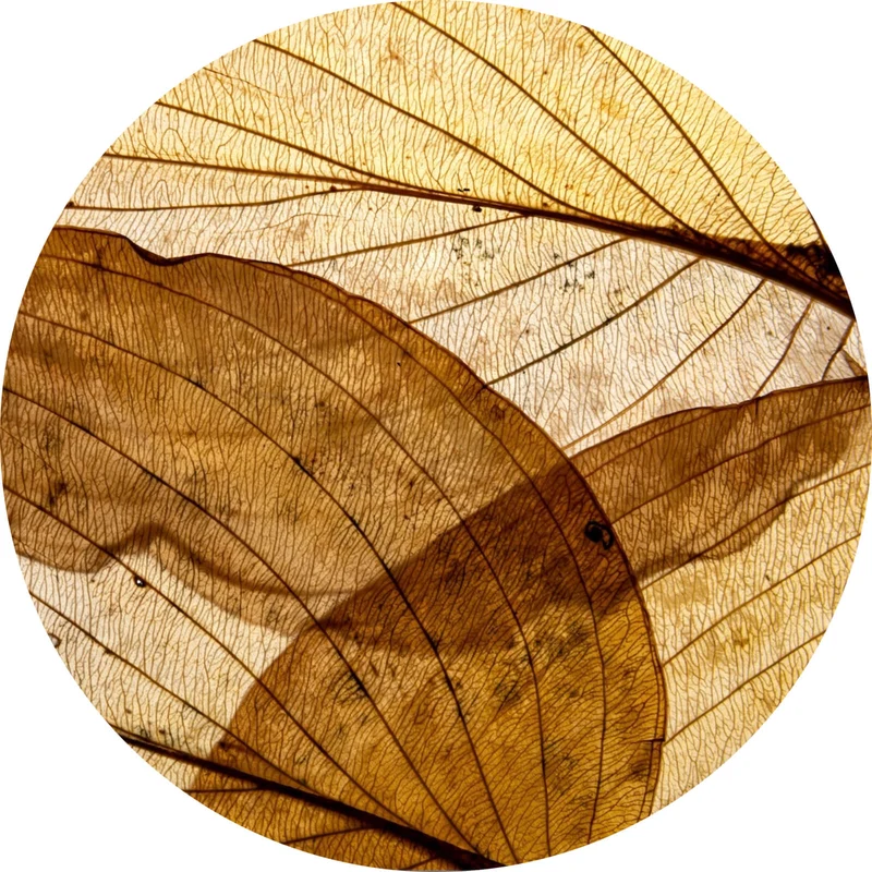 Aluminiumbild Edle Blattstruktur im Herbst Kreis