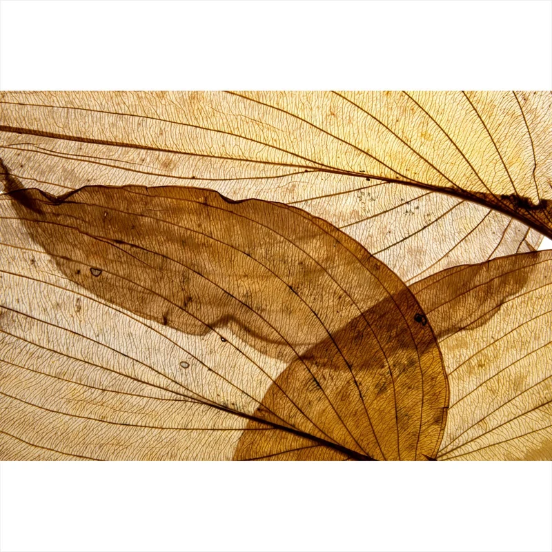 Acrylglasbild Edle Blattstruktur im Herbst Querformat