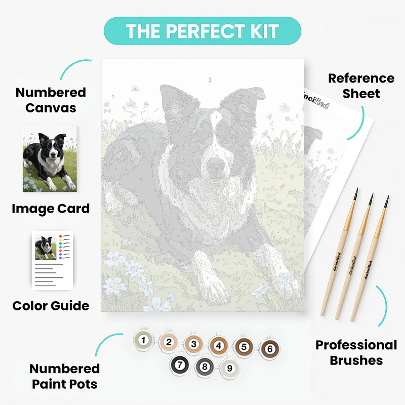 Border Collie in Meadow - Paint by Numbers Kit