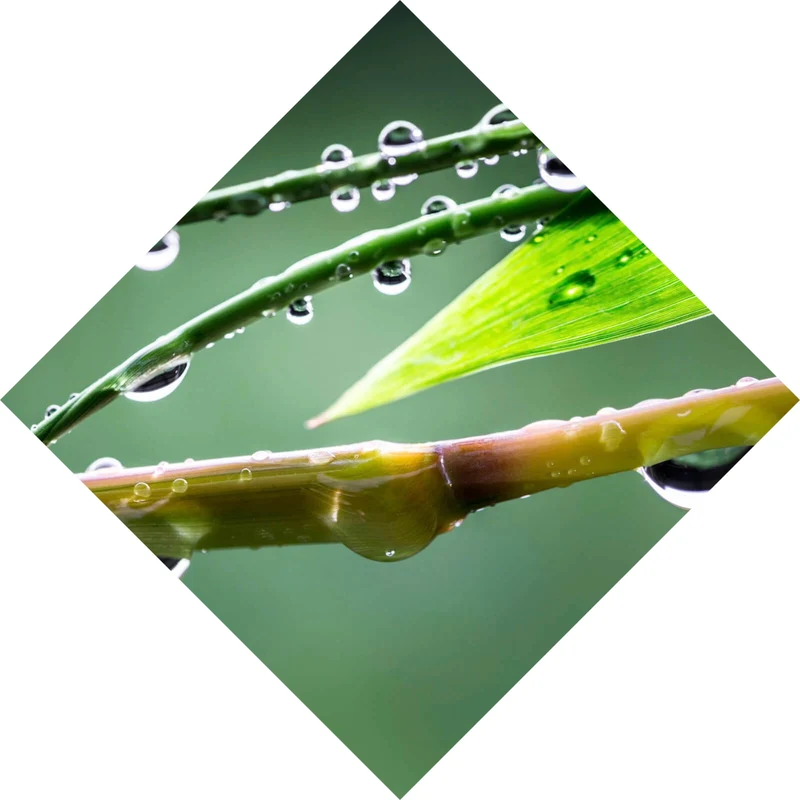 Acrylglasbild Natur Bambus mit Wasser Tropfen Raute
