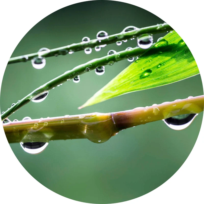 Aluminiumbild Natur Bambus mit Wasser Tropfen Kreis