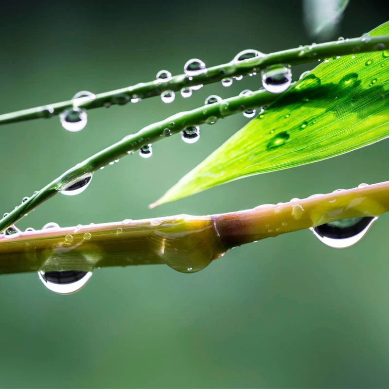 Leinwandbild Natur Bambus mit Wasser Tropfen Quadrat