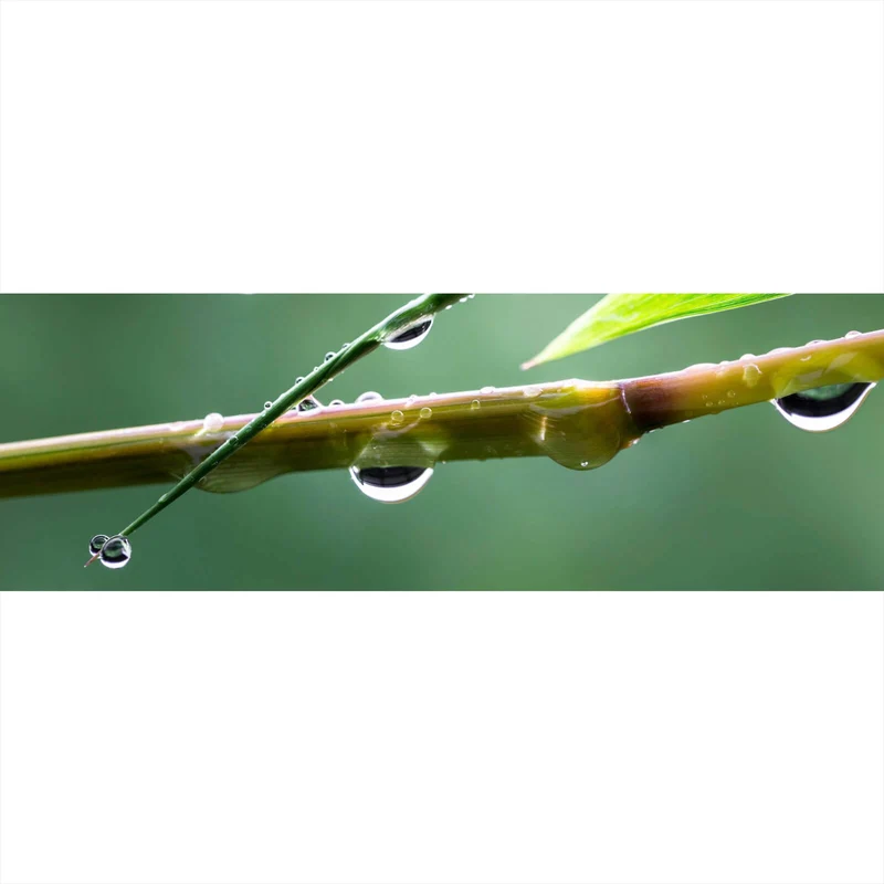 Poster Natur Bambus mit Wasser Tropfen Panorama