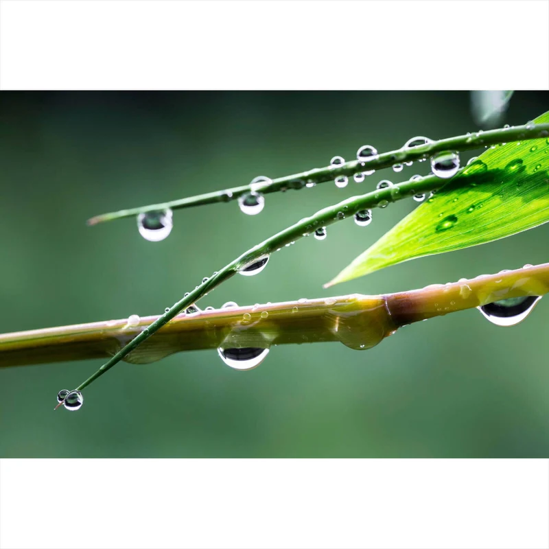 Spannrahmenbild Natur Bambus mit Wasser Tropfen Querformat