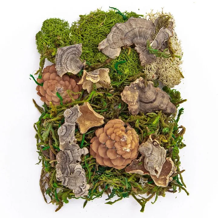 Mix of Moss and Natural Elements 30 g