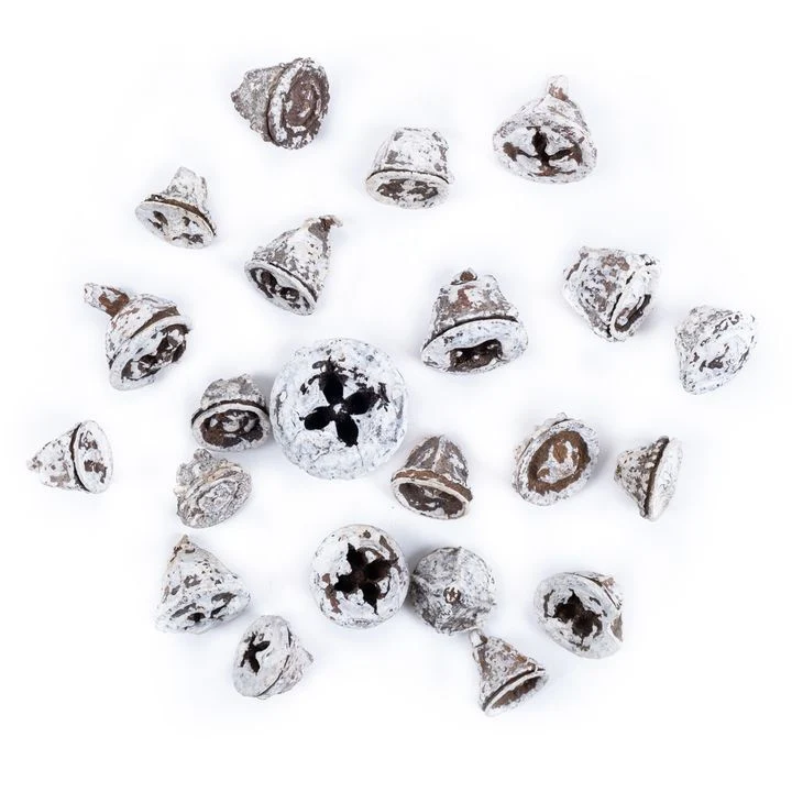 White Dried Eucalyptus Fruits 20 g