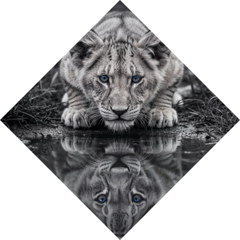 Spannrahmenbild Eindrucksvolles Löwenjunges Spiegelbild Raute