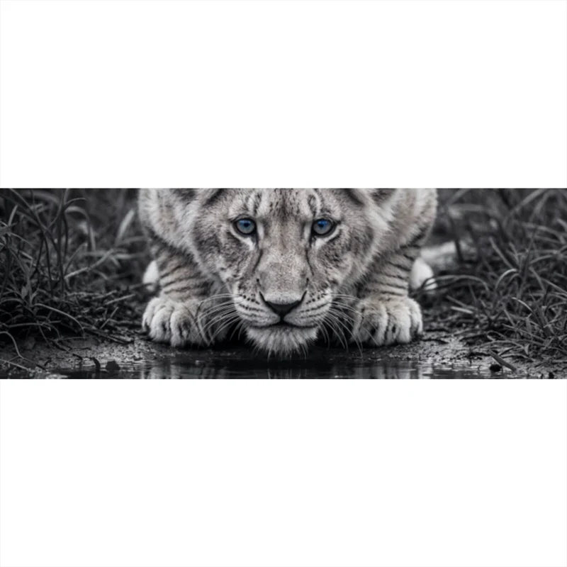 Poster Eindrucksvolles Löwenjunges Spiegelbild Panorama