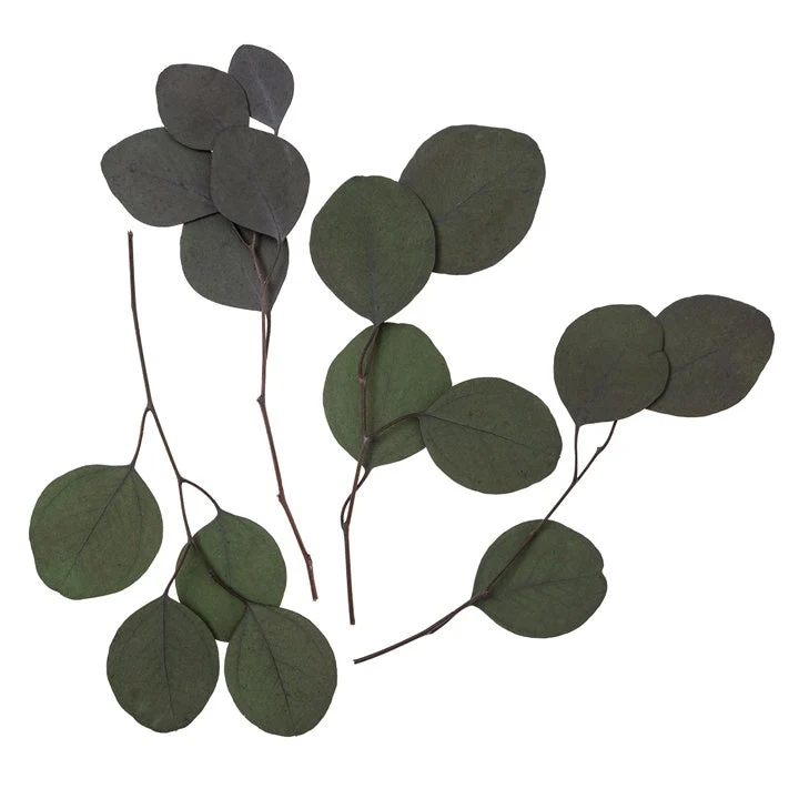 Stabilized Eucalyptus Populus, Green / 4 Stems, 20 cm