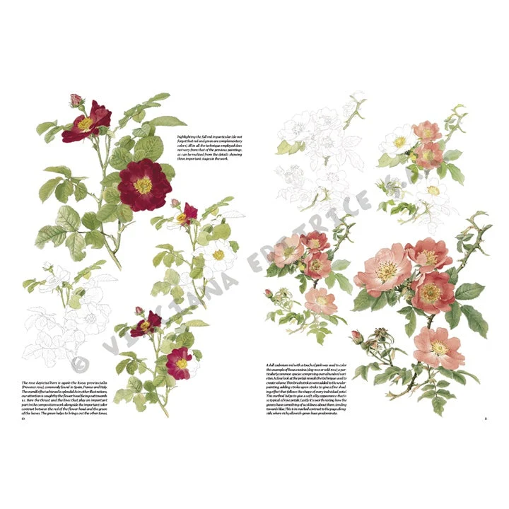 Leonardo Collection 42 Roses
