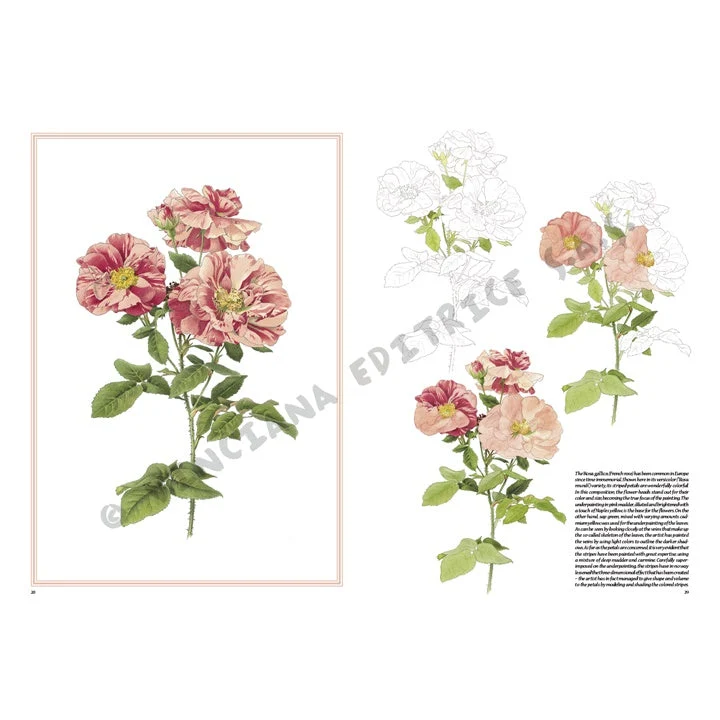 Leonardo Collection 42 Roses